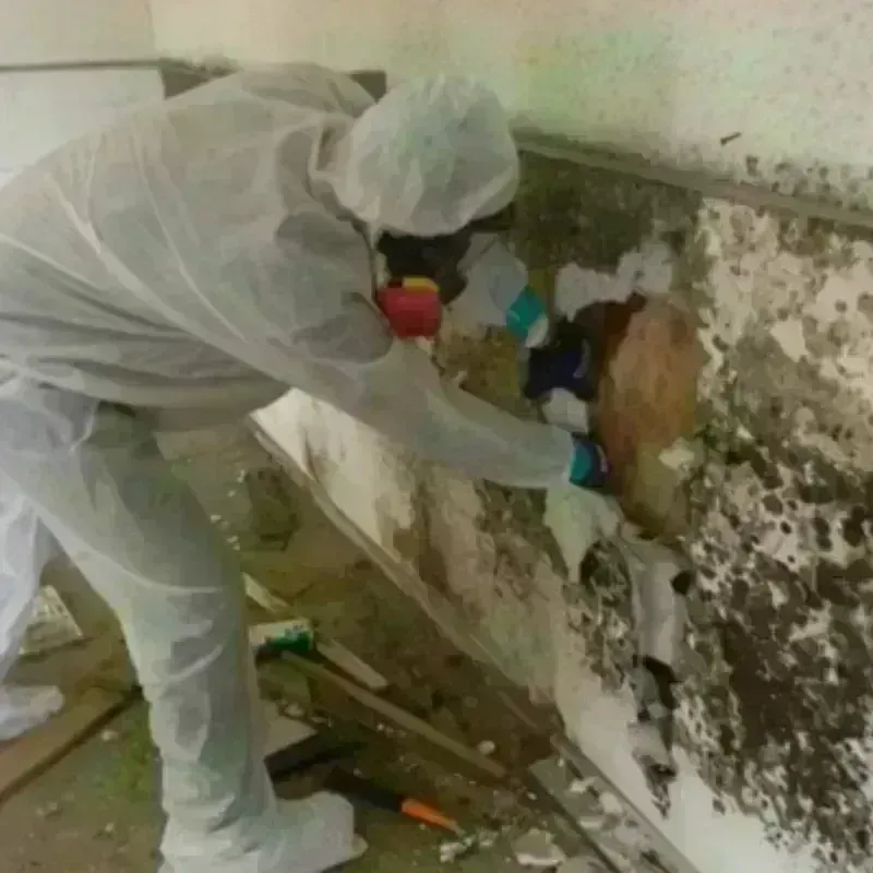 Mold Remediation and Removal in Yorba Linda, CA